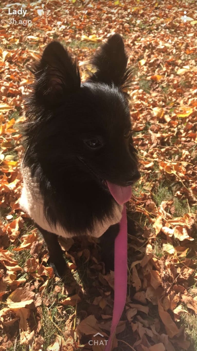 Leila, a Pomchi tested with EmbarkVet.com