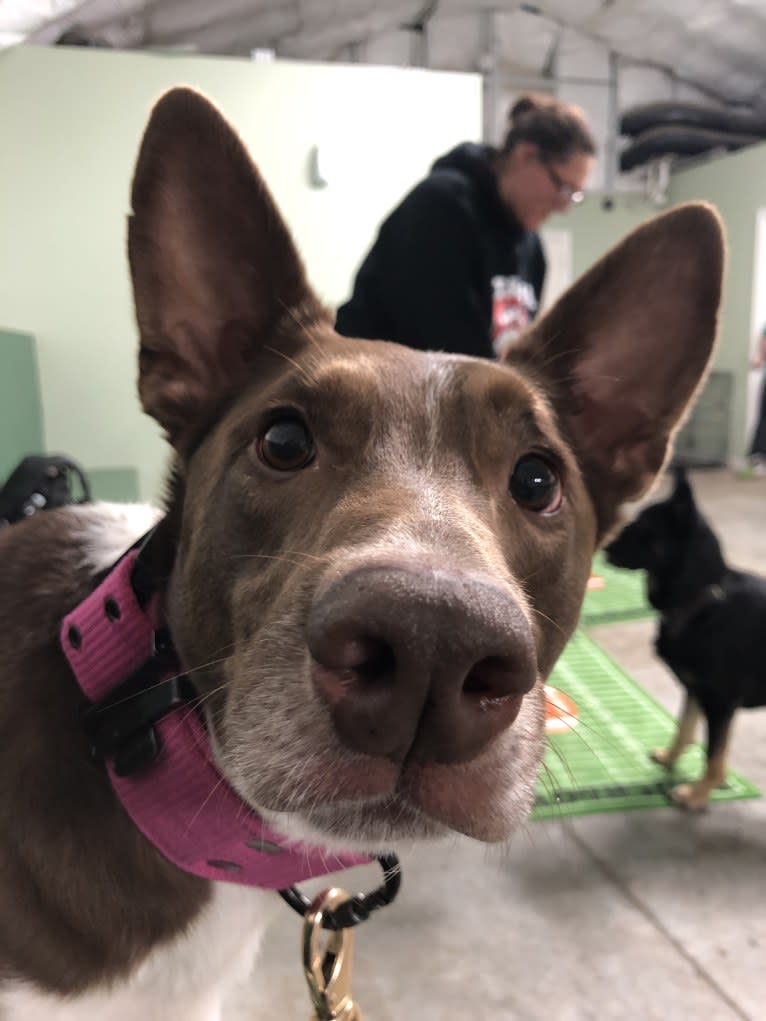 Gemini, a Border Collie and Australian Shepherd mix tested with EmbarkVet.com