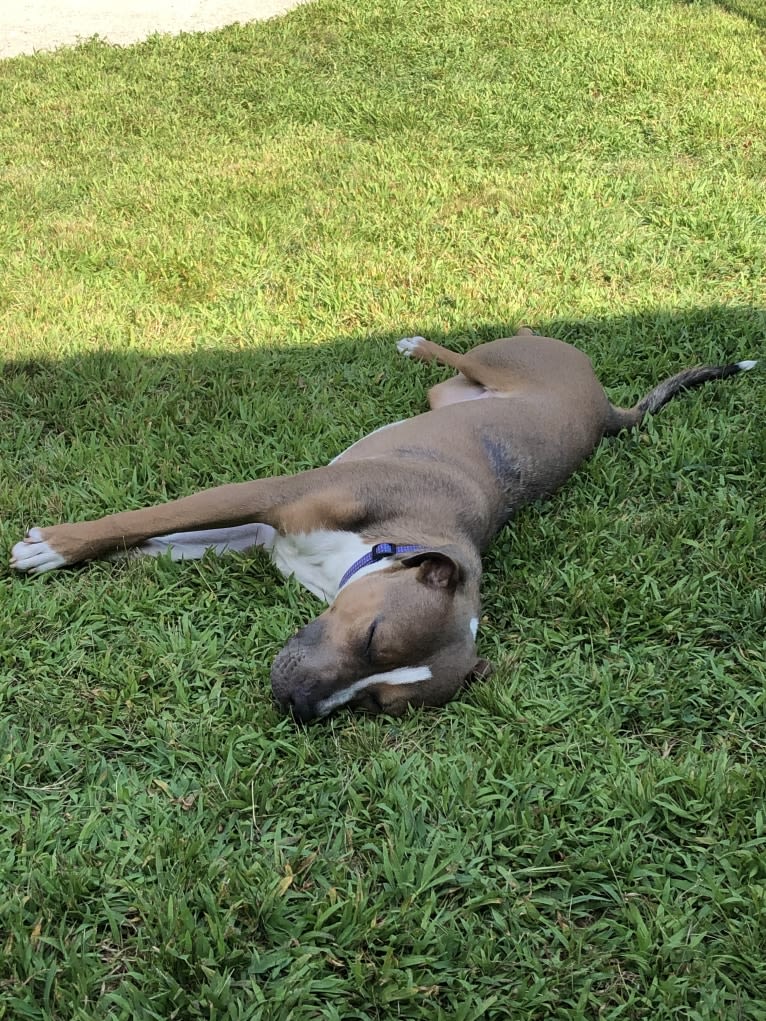 Morty, an American Pit Bull Terrier and American Staffordshire Terrier mix tested with EmbarkVet.com