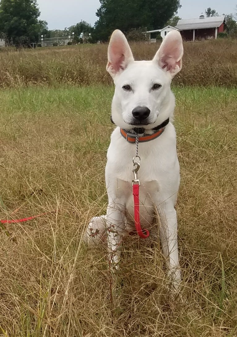 Ruger, a German Shepherd Dog and Labrador Retriever mix tested with EmbarkVet.com