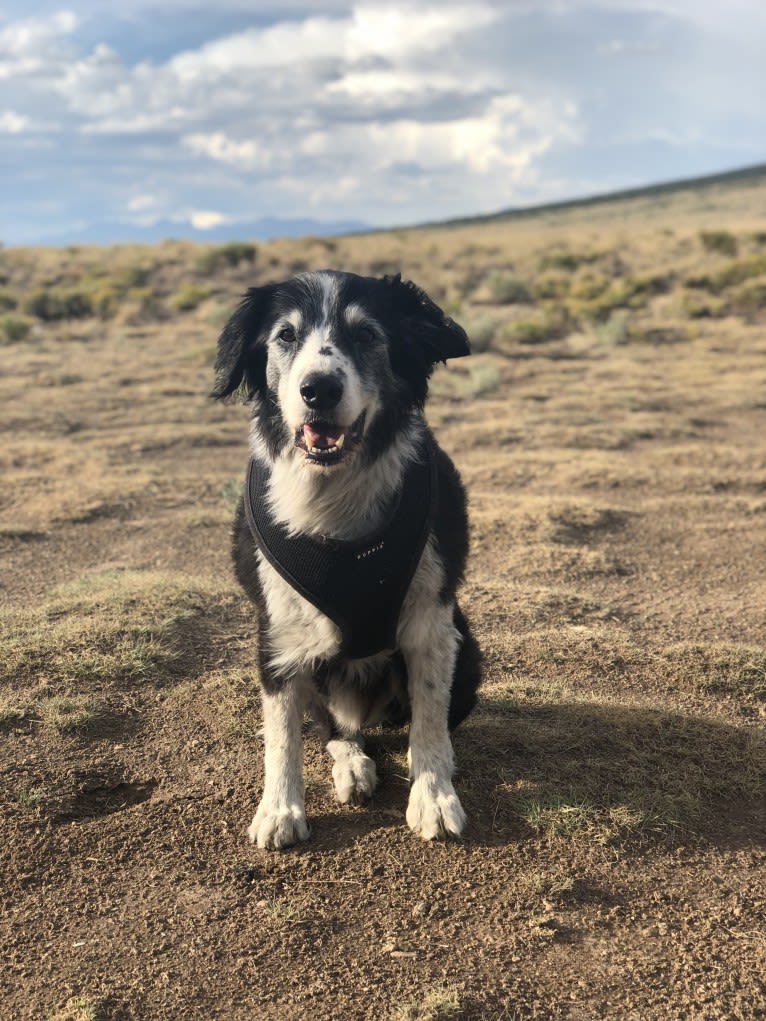 Dingo aka Mr D, a Border Collie and English Springer Spaniel mix tested with EmbarkVet.com