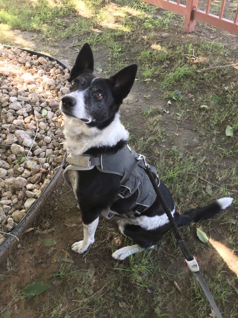 Susie, a Border Collie and Australian Cattle Dog mix tested with EmbarkVet.com