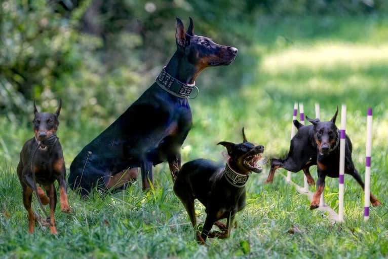 Thrill, a Doberman Pinscher tested with EmbarkVet.com