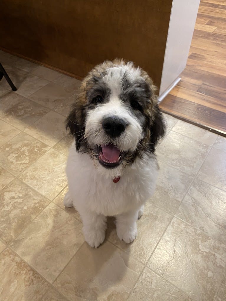 Moose, a St. Berdoodle tested with EmbarkVet.com