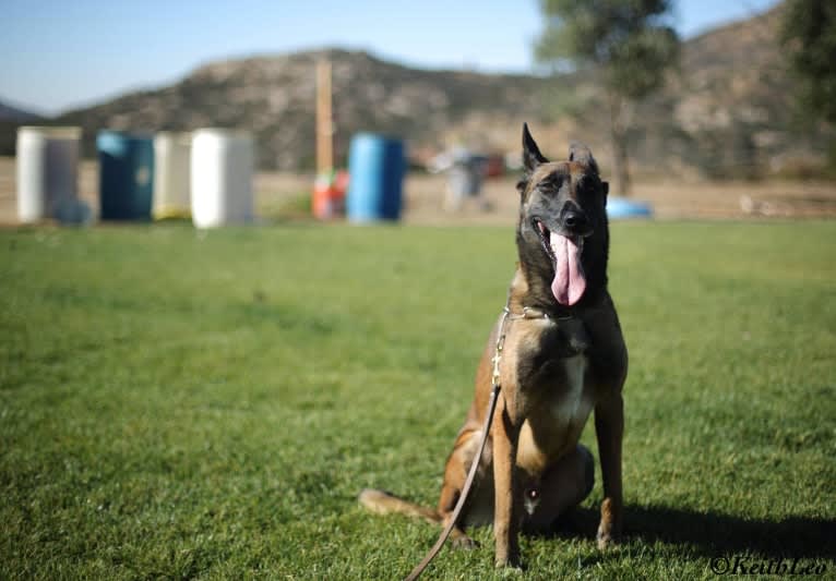 Loki, a Belgian Shepherd tested with EmbarkVet.com