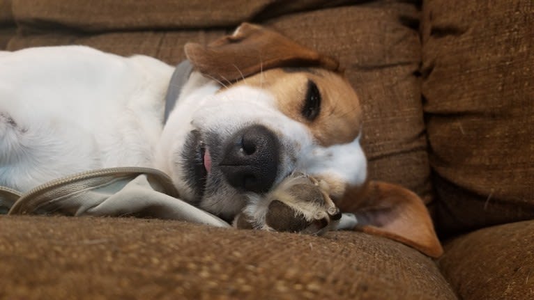 Monroe, a Beagle and Rat Terrier mix tested with EmbarkVet.com