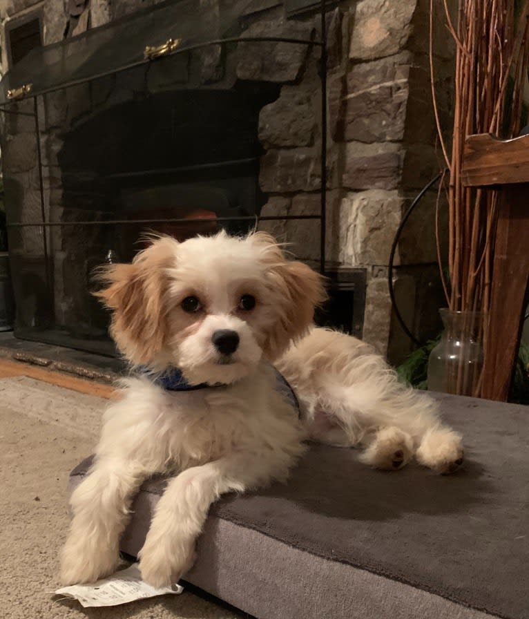 Shiloh, a Cavalier King Charles Spaniel and Bichon Frise mix tested with EmbarkVet.com