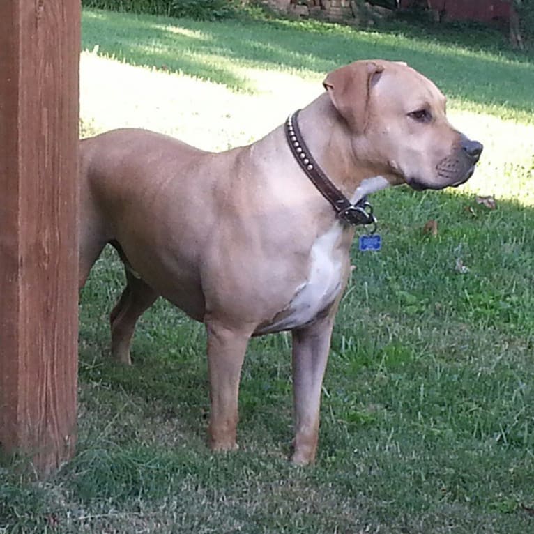 Creedence, an American Pit Bull Terrier and American Staffordshire Terrier mix tested with EmbarkVet.com