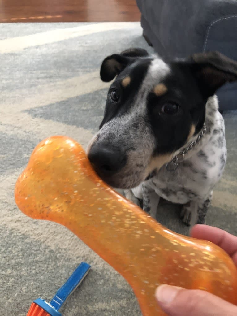 Milo, an American Pit Bull Terrier and Australian Cattle Dog mix tested with EmbarkVet.com