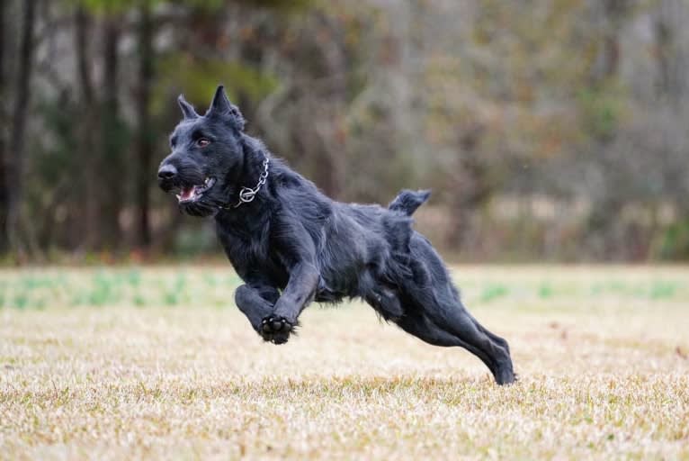 Vaatu, a Black Russian Terrier and Belgian Malinois mix tested with EmbarkVet.com