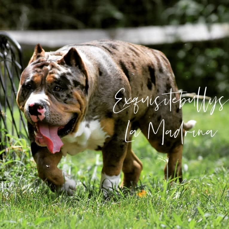 moo moo, an American Bully tested with EmbarkVet.com