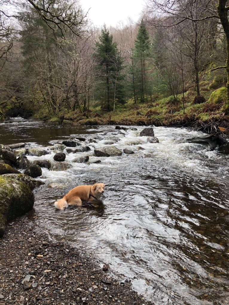 Olive, an Eastern European Village Dog tested with EmbarkVet.com