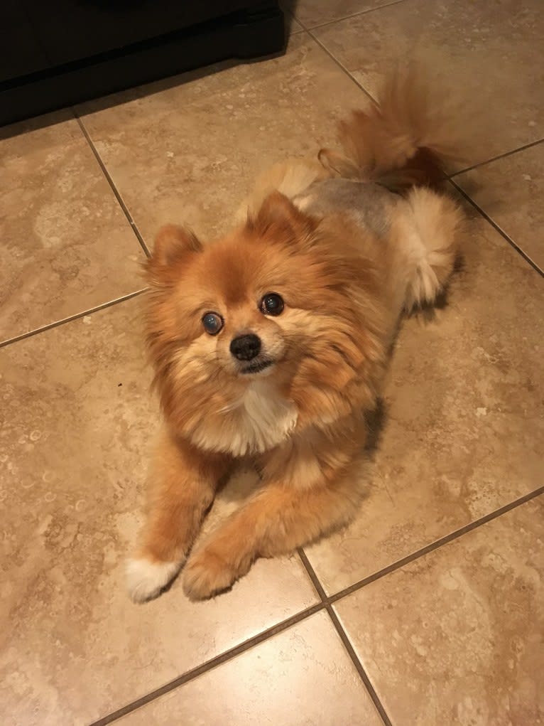 Teddy, a Pomchi (8.9% unresolved) tested with EmbarkVet.com