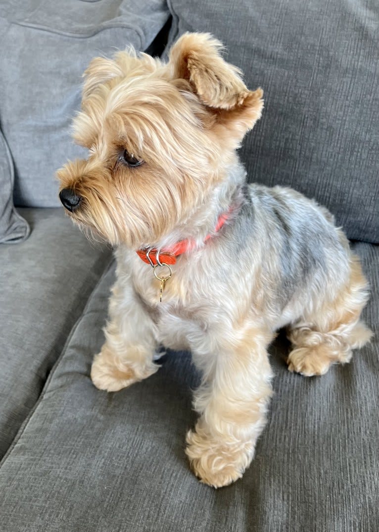Bentley, a Yorkshire Terrier tested with EmbarkVet.com