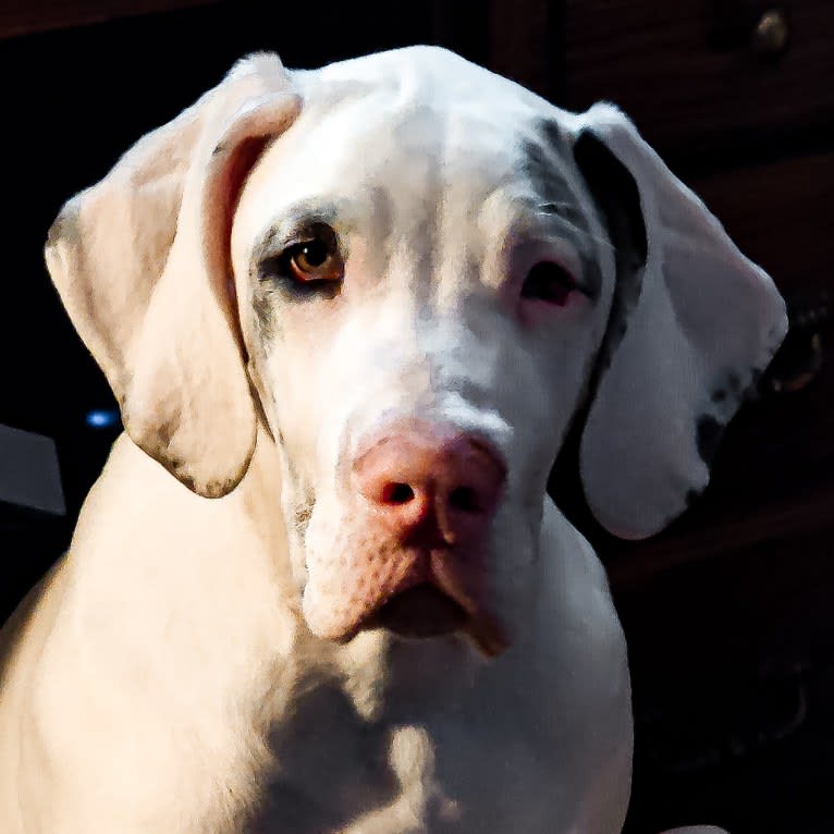 Urso, a Great Dane tested with EmbarkVet.com