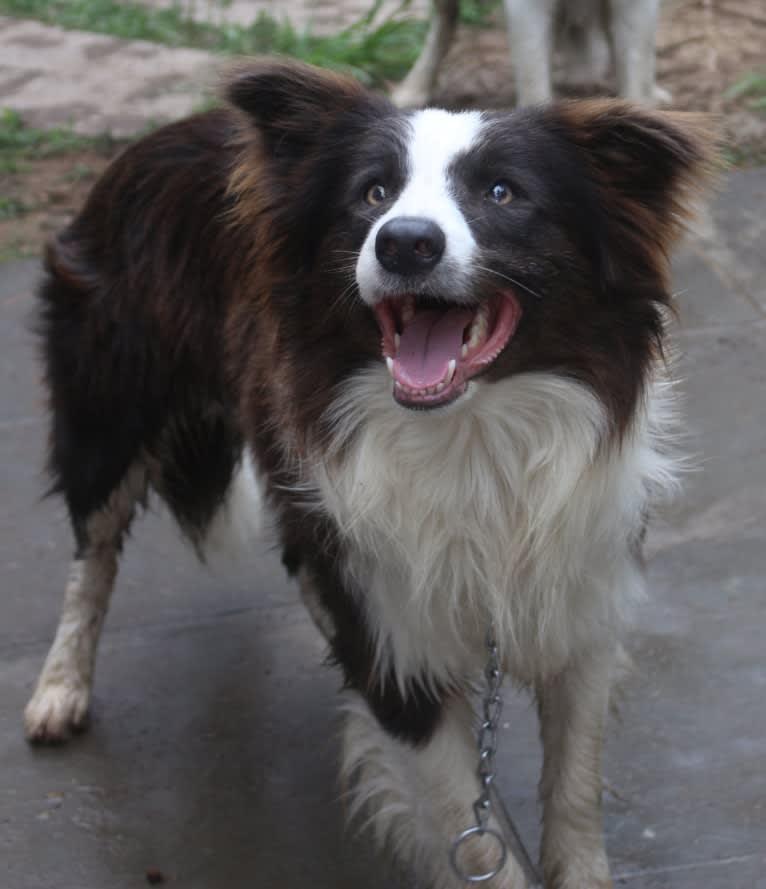 Koda, a Border Collie tested with EmbarkVet.com