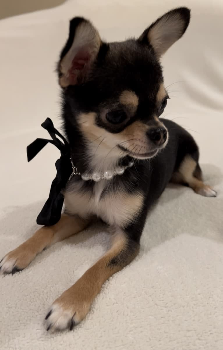 Alli-Mae, a Chihuahua tested with EmbarkVet.com