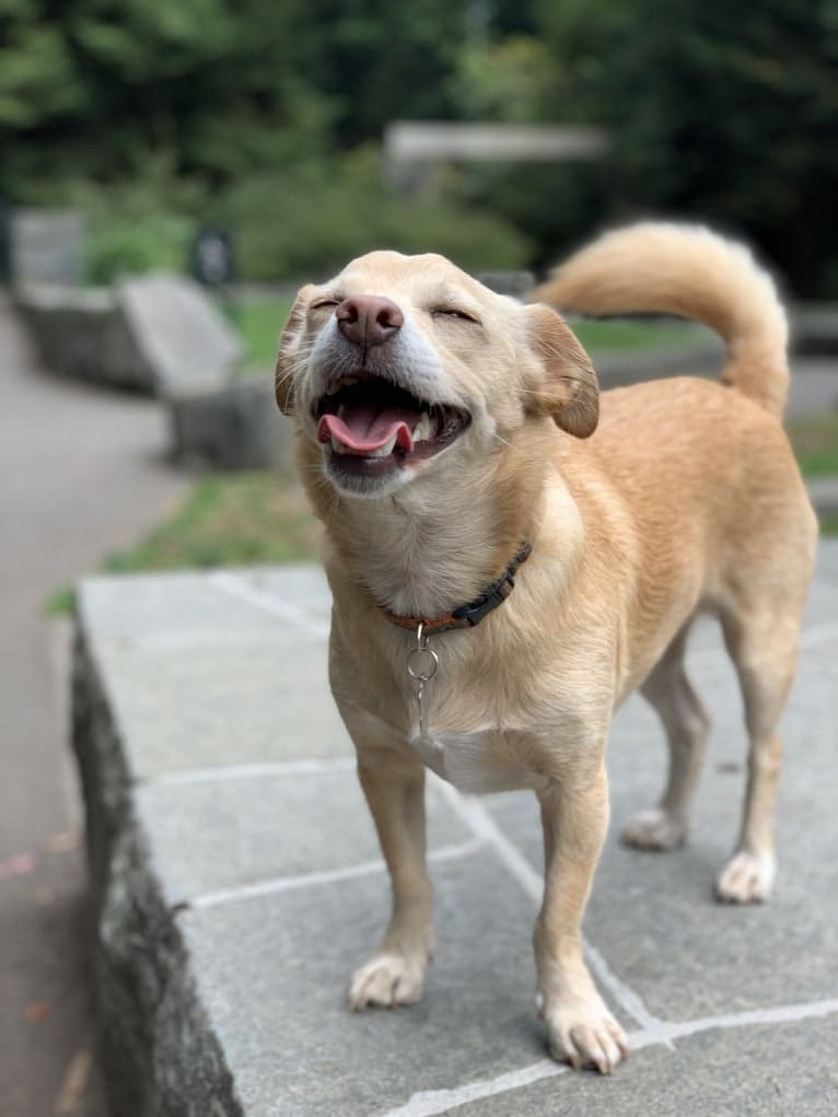 Buster AKA Busty, a Chihuahua and Russell-type Terrier mix tested with EmbarkVet.com