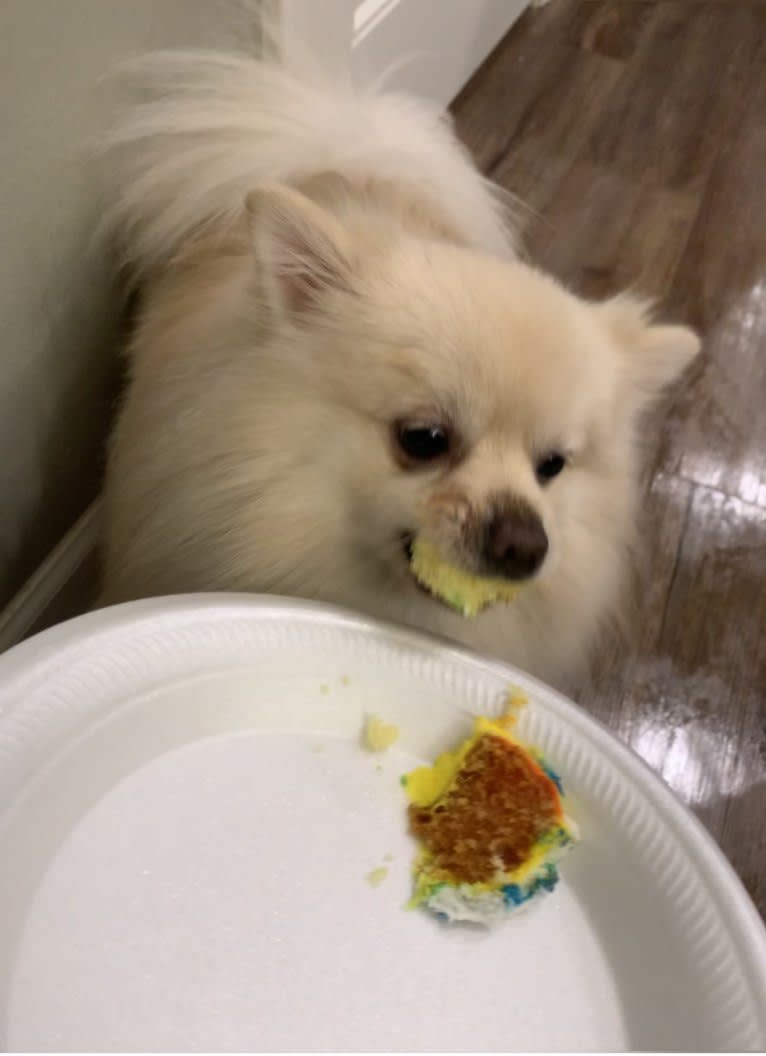 Koda, a Pomeranian tested with EmbarkVet.com