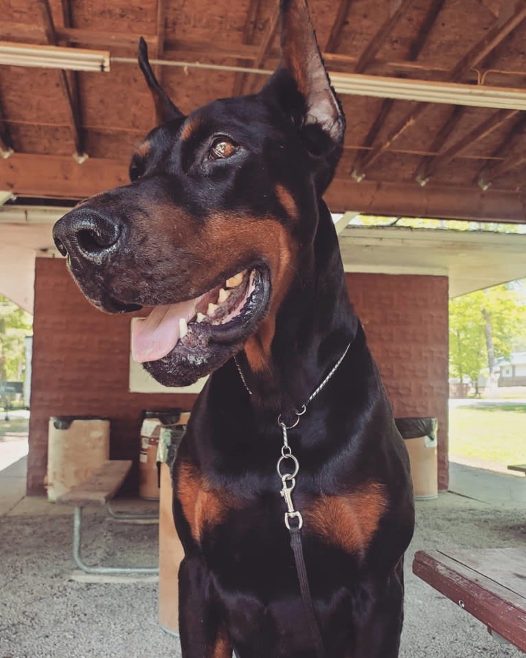 Draugr, a Doberman Pinscher tested with EmbarkVet.com