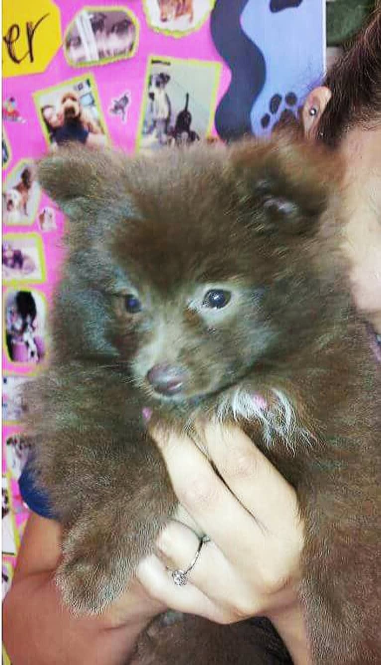 Brownie, a Pomeranian tested with EmbarkVet.com