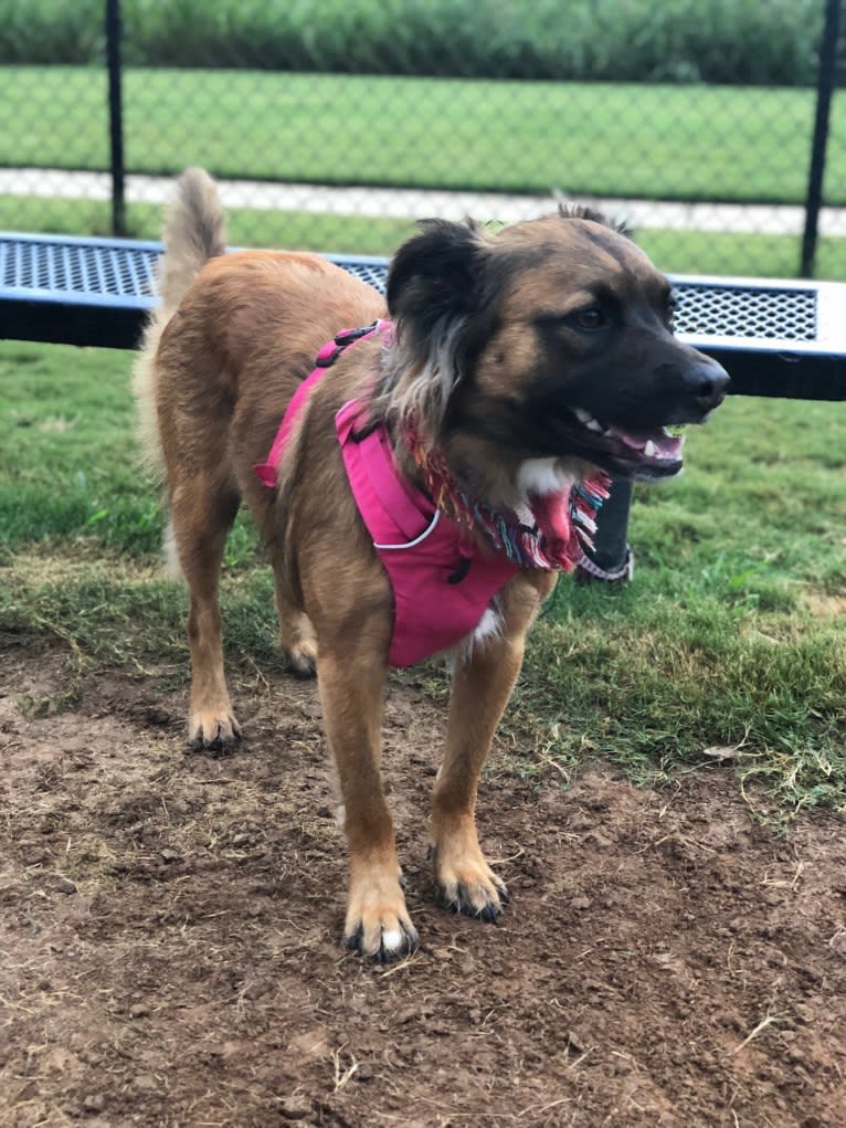 Melody, an American Pit Bull Terrier and Chow Chow mix tested with EmbarkVet.com