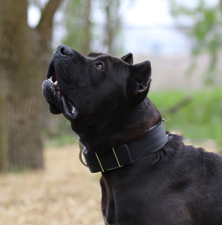 Nero, a Perro de Presa Canario tested with EmbarkVet.com