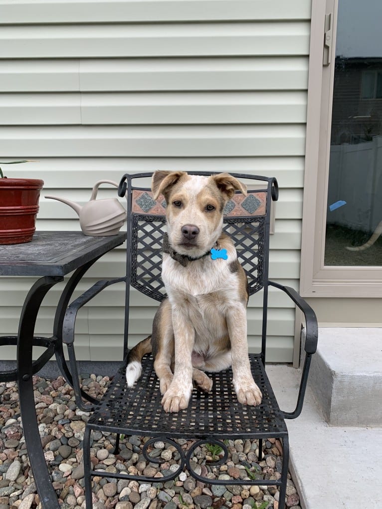 Remus, an Australian Cattle Dog and Chow Chow mix tested with EmbarkVet.com