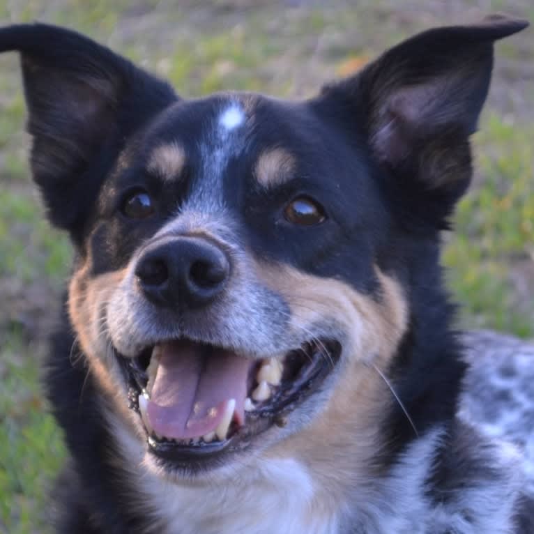 Ty, a Border Collie and Australian Cattle Dog mix tested with EmbarkVet.com