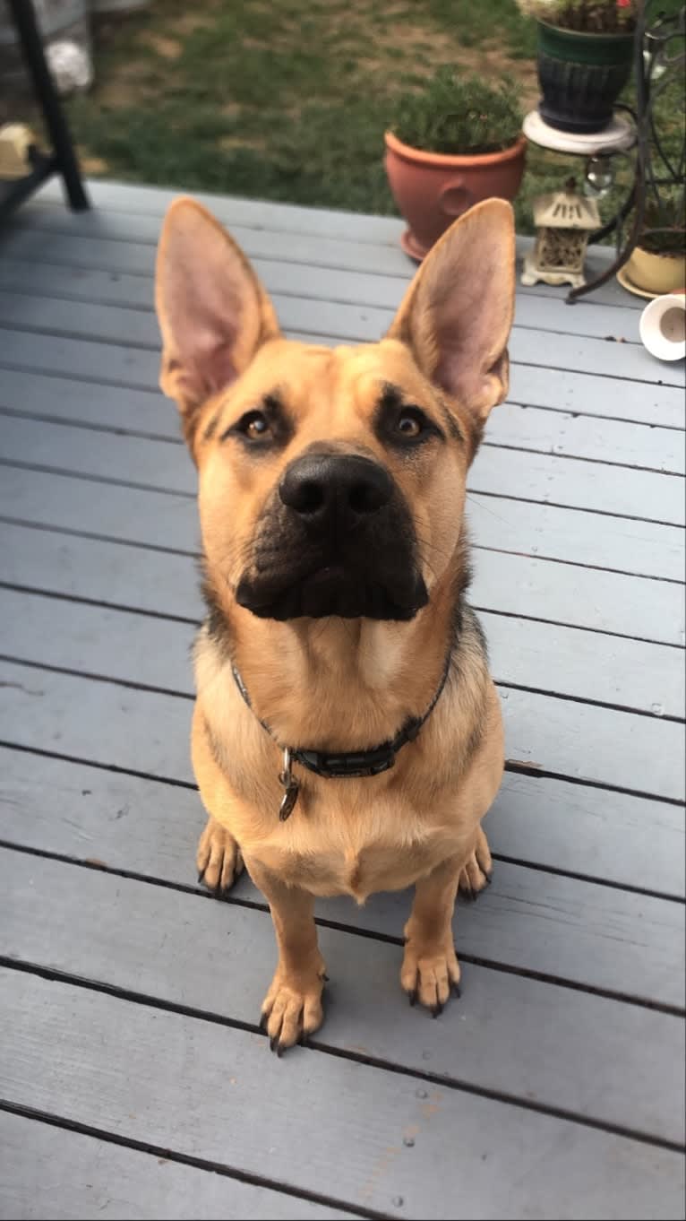 Grizz, a German Shepherd Dog and American Pit Bull Terrier mix tested with EmbarkVet.com