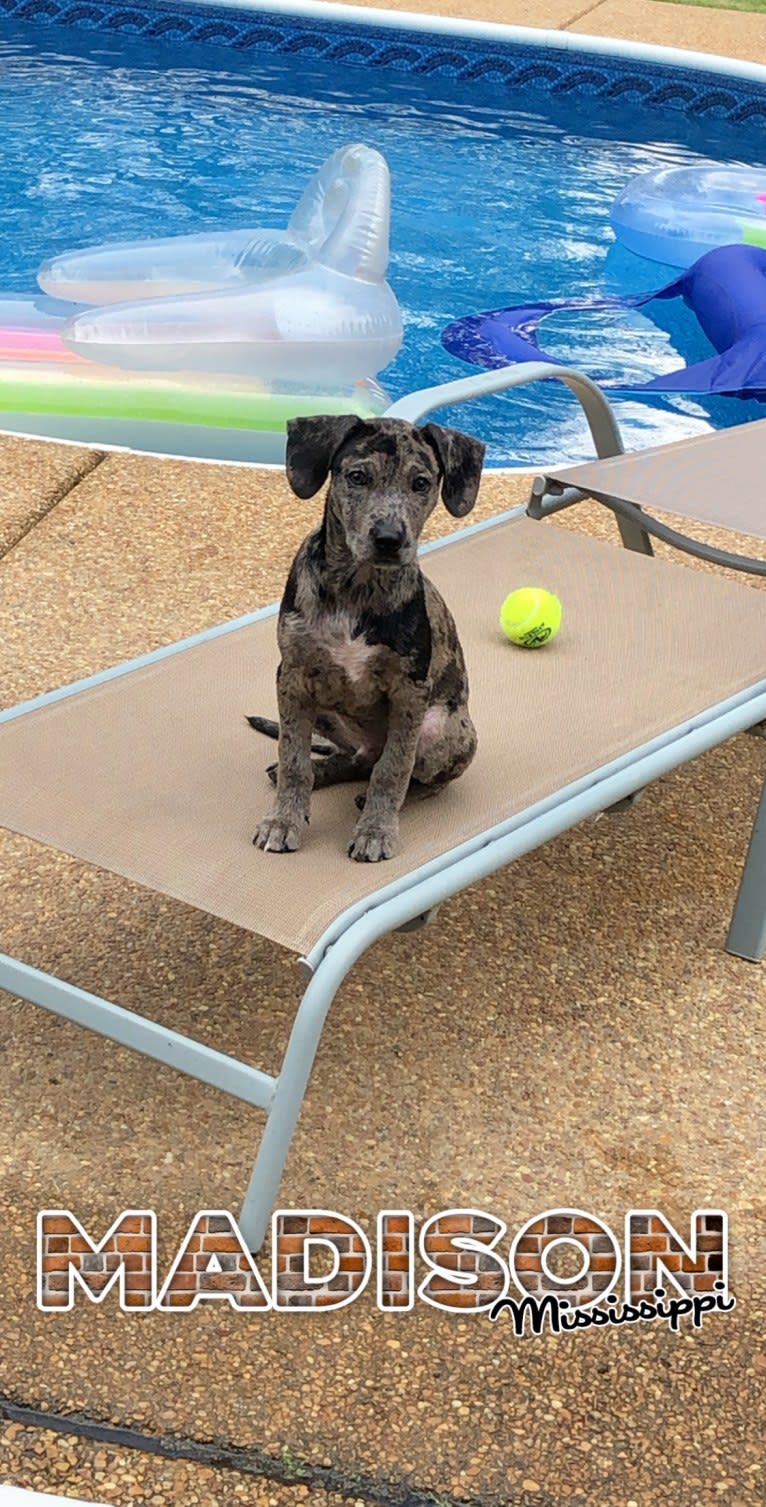 Rowdy Biscuit Nason, a Dachshund and American Pit Bull Terrier mix tested with EmbarkVet.com