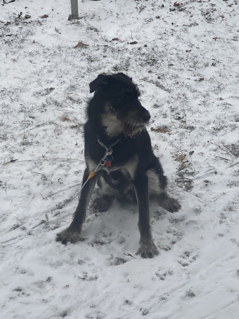 River, a Siberian Husky and Poodle (Standard) mix tested with EmbarkVet.com