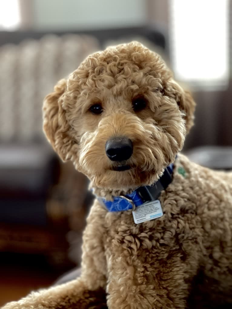 Pharaoh, a Goldendoodle tested with EmbarkVet.com