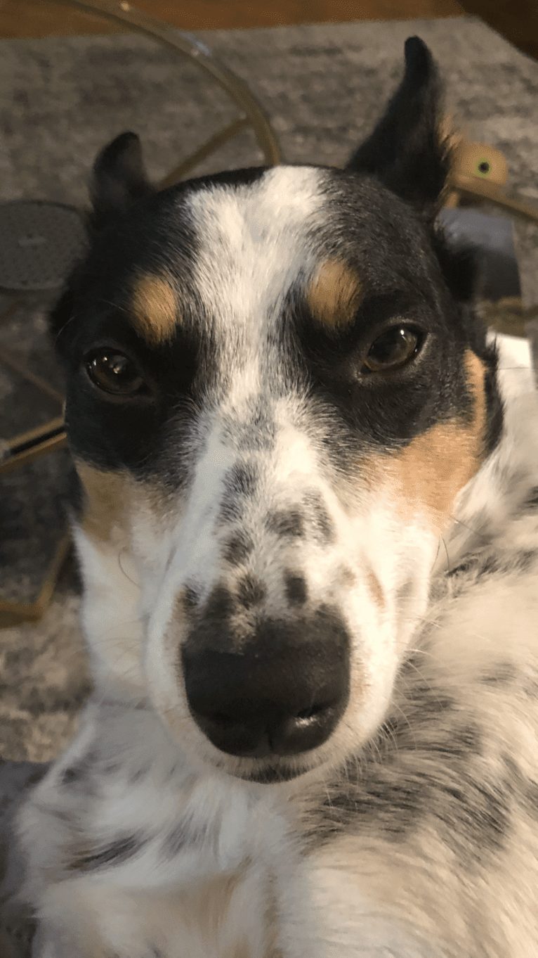 Foster, an Australian Cattle Dog and American Eskimo Dog mix tested with EmbarkVet.com