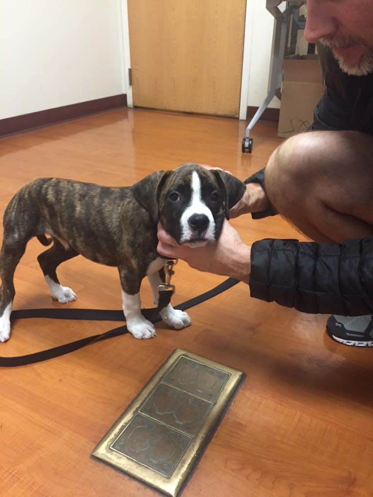 Buddy, a Boxer and Norwegian Elkhound mix tested with EmbarkVet.com