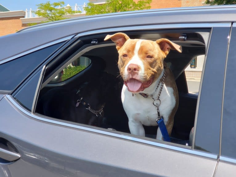 GUNNER, an American Bully tested with EmbarkVet.com