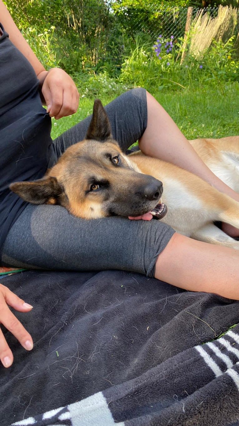 Anouk, a Yakutian Laika and Akita Inu mix tested with EmbarkVet.com