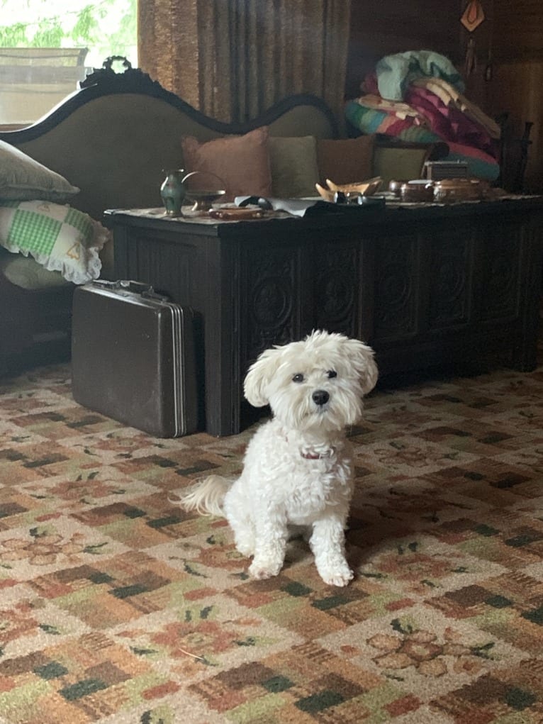 Bastien, a Havanese tested with EmbarkVet.com