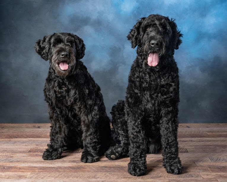 Raven, a Black Russian Terrier tested with EmbarkVet.com