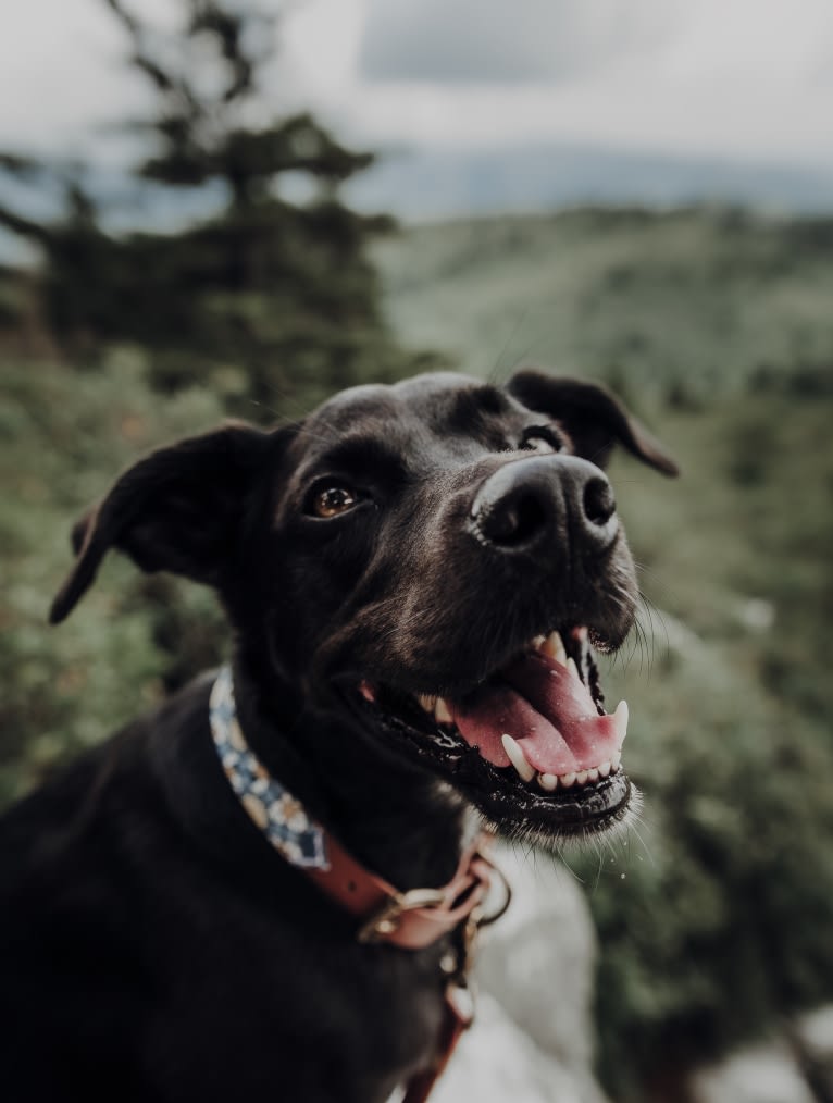 Beaker, a Chow Chow and German Shepherd Dog mix tested with EmbarkVet.com