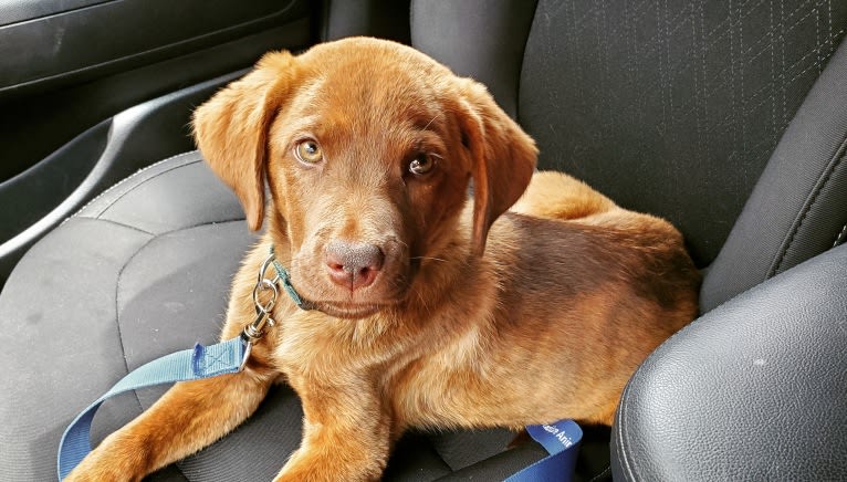 Frankie, an Australian Cattle Dog and Labrador Retriever mix tested with EmbarkVet.com