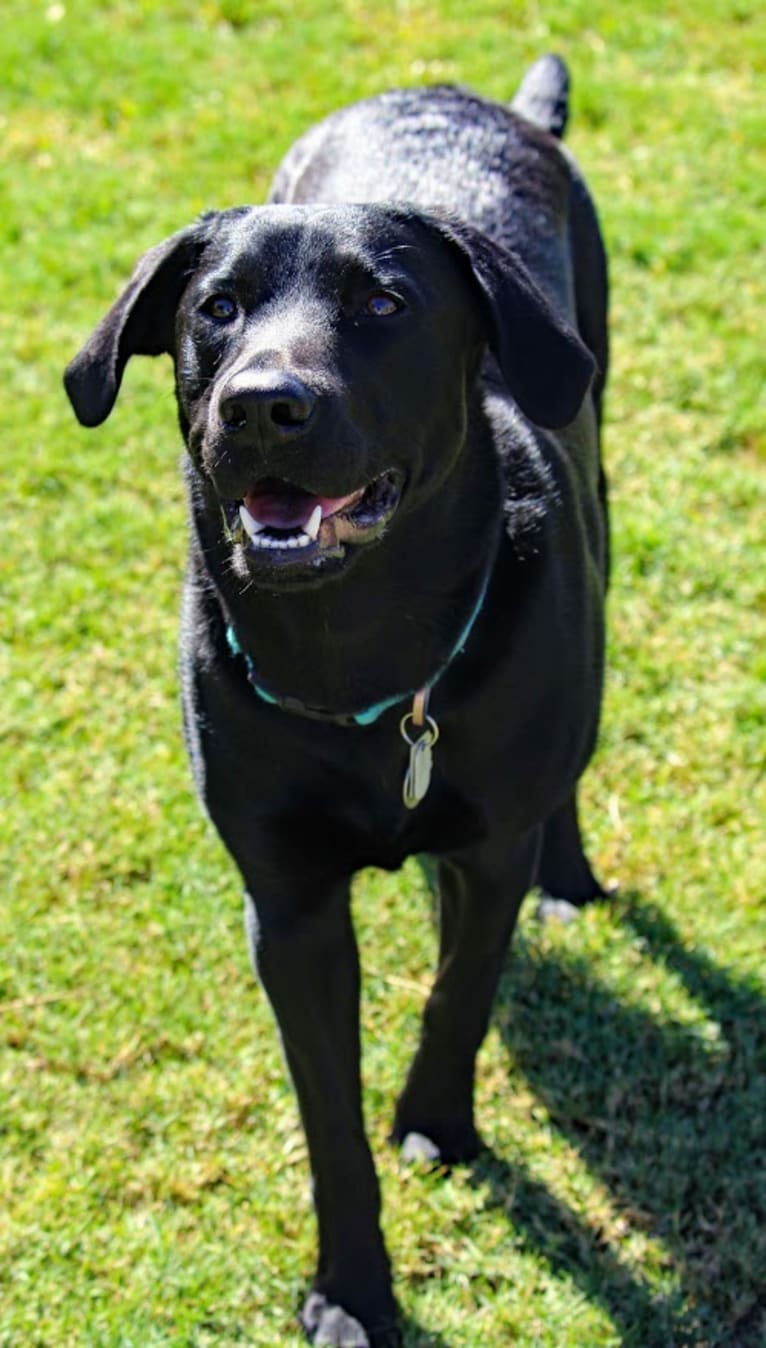 Sammie, a Labrador Retriever tested with EmbarkVet.com