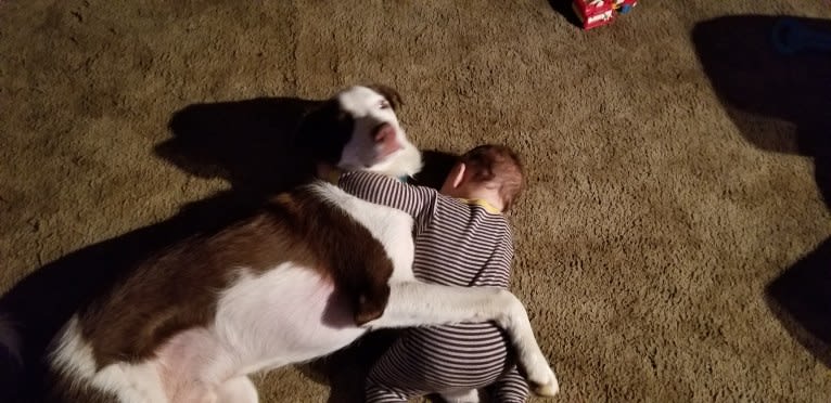 Cosmo, a Great Pyrenees and Border Collie mix tested with EmbarkVet.com