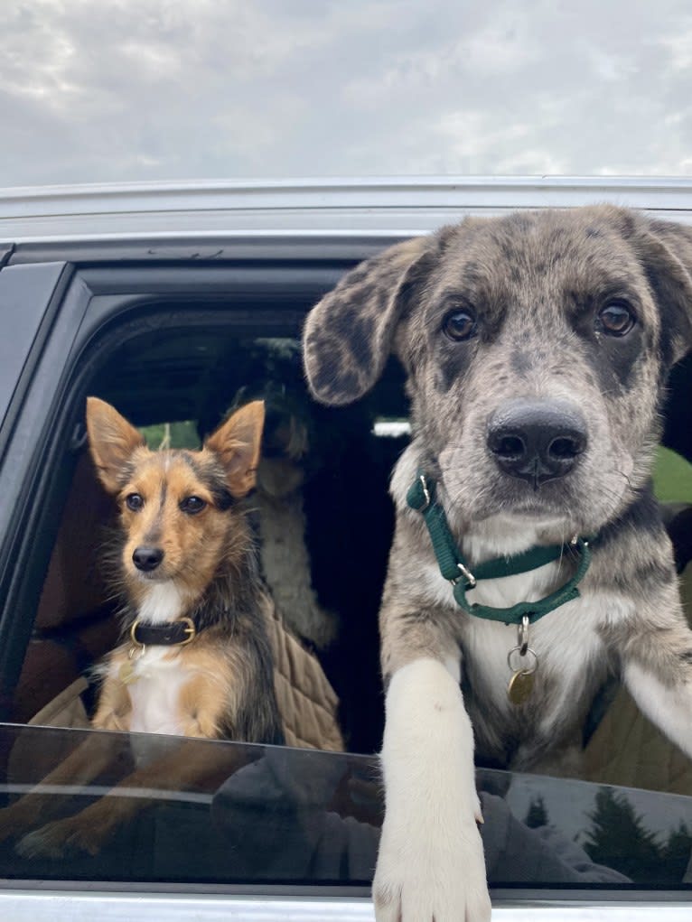 Tiller, a Great Pyrenees and German Shepherd Dog mix tested with EmbarkVet.com