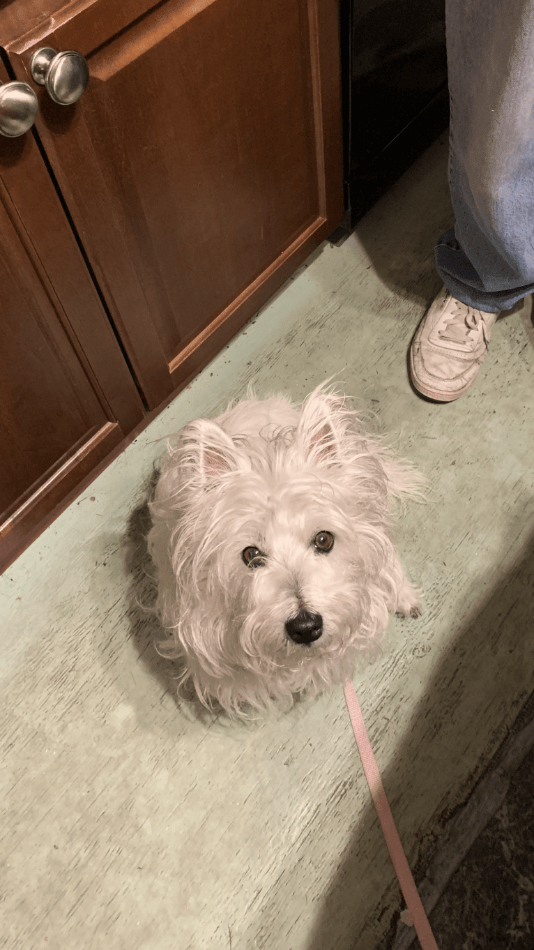 Lucy Anne Preston, a West Highland White Terrier tested with EmbarkVet.com