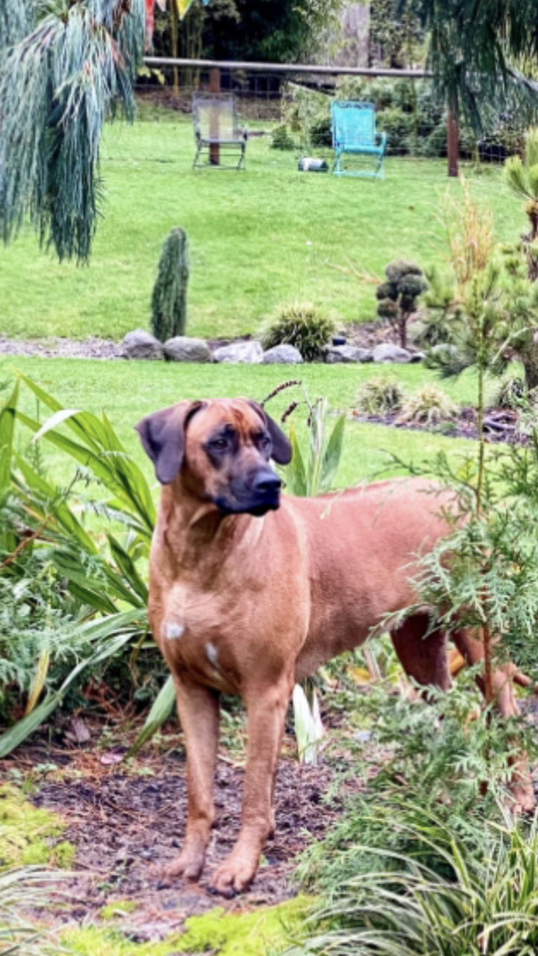 Diesel, a Rhodesian Ridgeback tested with EmbarkVet.com