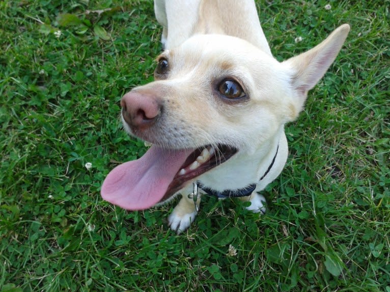 Mika, a Chihuahua and Russell-type Terrier mix tested with EmbarkVet.com