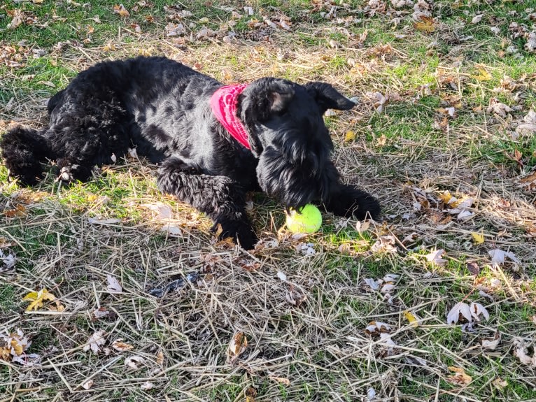 Kooper Shand Clark, a Giant Schnauzer tested with EmbarkVet.com