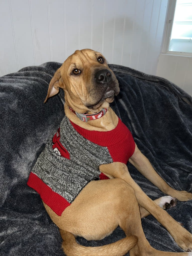 Wookie, an American Pit Bull Terrier and Bulldog mix tested with EmbarkVet.com