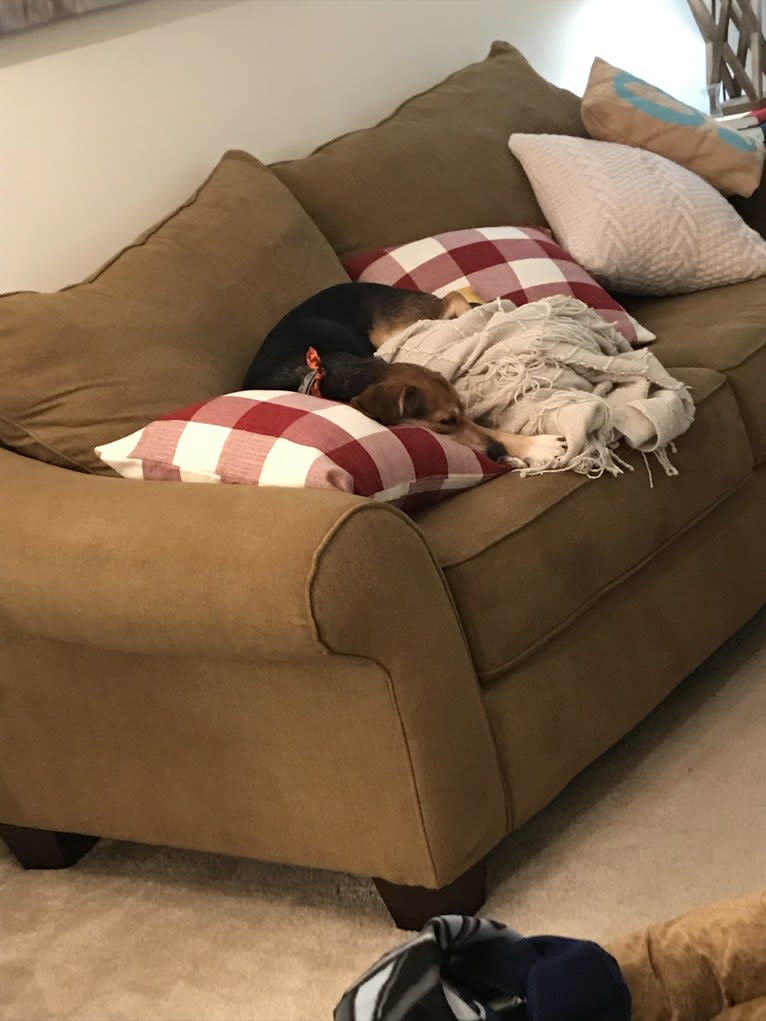 Rudy, a Beagle and Golden Retriever mix tested with EmbarkVet.com